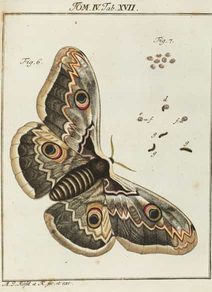 Detailabbildung:  Bücherkonvolut, insgesamt neun Bände