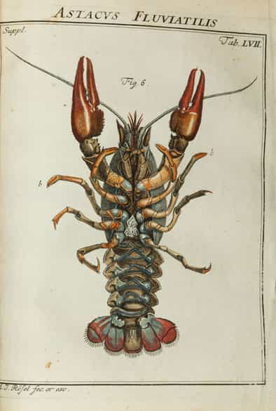 Detailabbildung:  Bücherkonvolut, insgesamt neun Bände