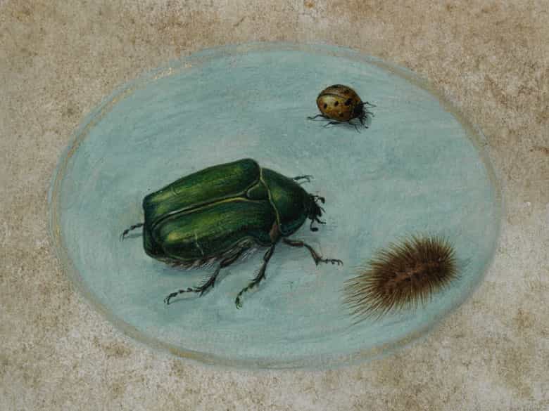 Detailabbildung: Insektenmaler/in des 17./ 18. Jahrhunderts in der späten Nachfolge des Jan van Kessel