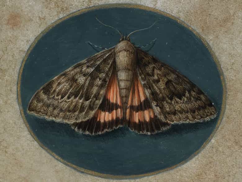 Detailabbildung: Insektenmaler/in des 17./ 18. Jahrhunderts in der späten Nachfolge des Jan van Kessel