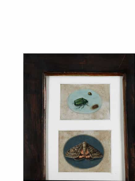 Detailabbildung: Insektenmaler/in des 17./ 18. Jahrhunderts in der späten Nachfolge des Jan van Kessel