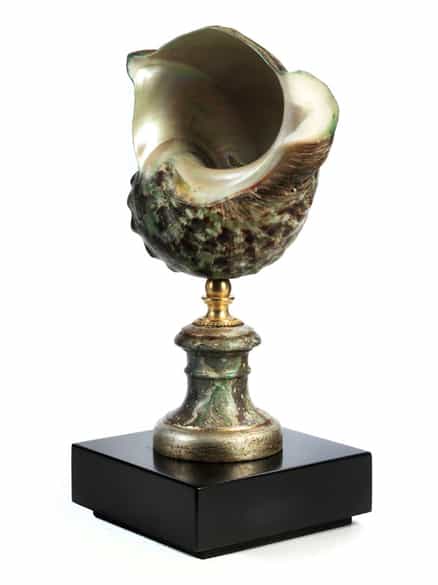 Detailabbildung: Turbo marmoratus-Schnecke