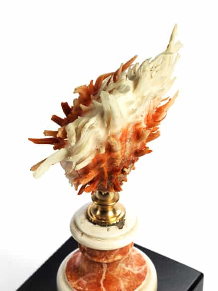 Detailabbildung: Spondylus princeps-Muschel