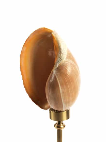 Detailabbildung: Melonenschnecke