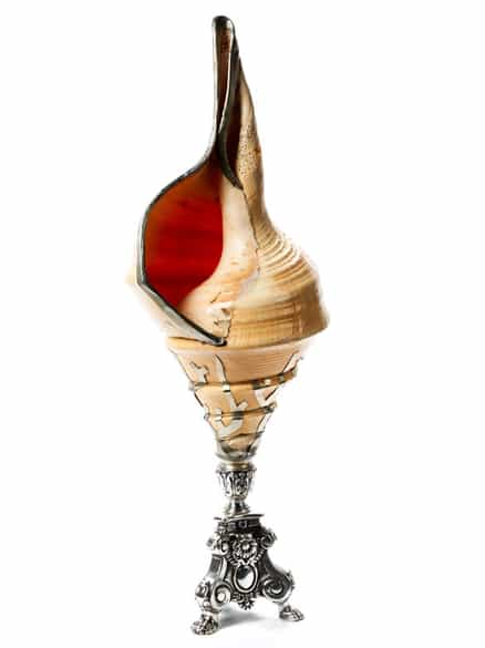 Detailabbildung: Große Trompetenschnecke auf versilbertem Stand