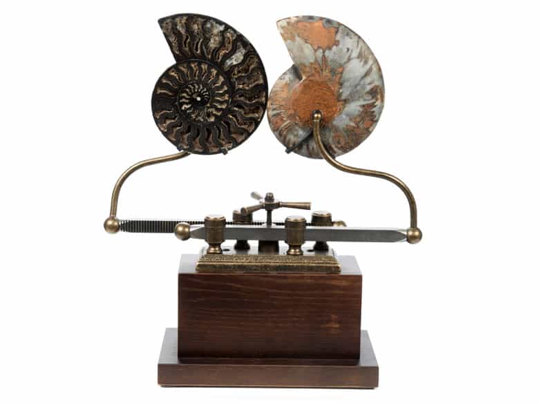 Detailabbildung: Ammonit auf verstellbarem Sockel