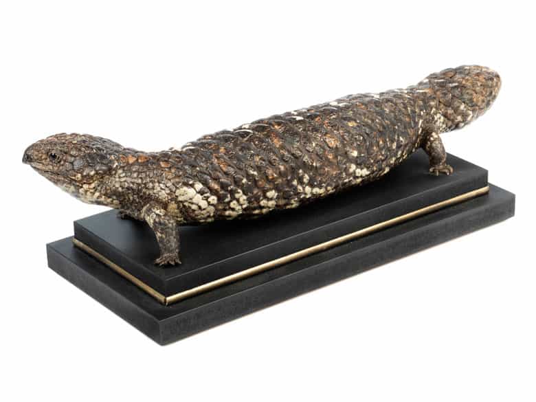 Detailabbildung: Tierpräparat einer Tannenzapfenechse