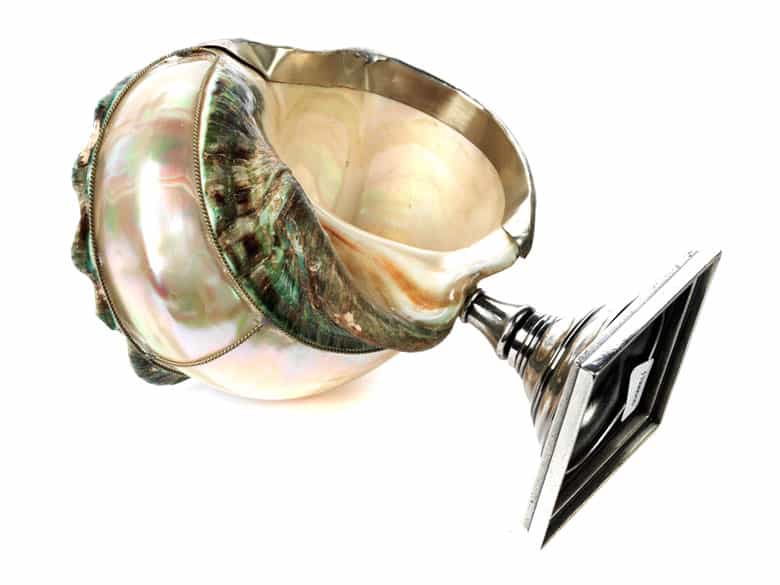 Detailabbildung: Feine Meeresschnecke