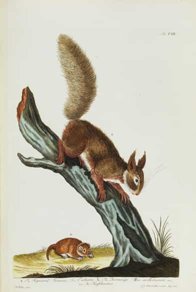Detailabbildung: Thomas Pennant, 1726 - 1798