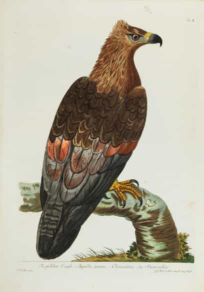 Detailabbildung: Thomas Pennant, 1726 - 1798