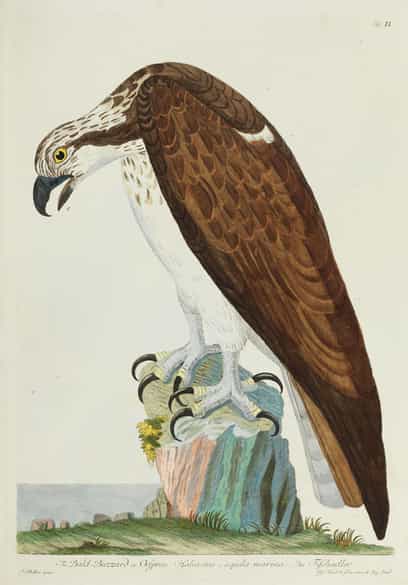Detailabbildung: Thomas Pennant, 1726 - 1798