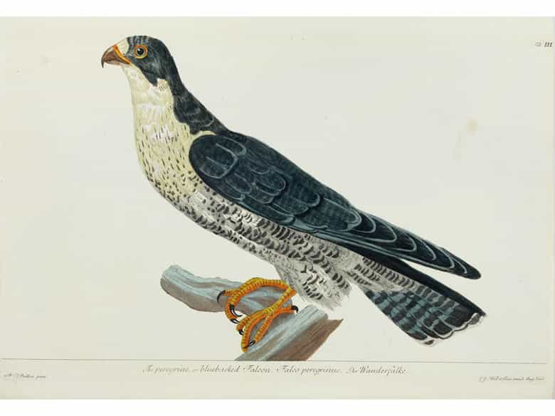 Detailabbildung: Thomas Pennant, 1726 - 1798