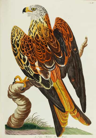 Detailabbildung: Thomas Pennant, 1726 - 1798