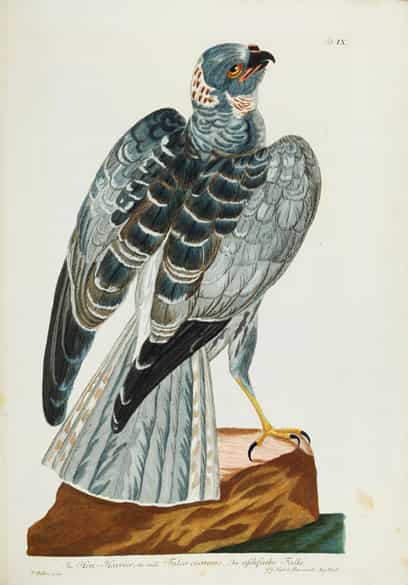 Detailabbildung: Thomas Pennant, 1726 - 1798