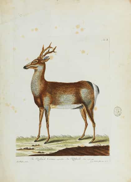 Detailabbildung: Thomas Pennant, 1726 - 1798