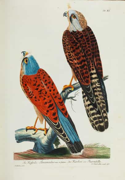 Detailabbildung: Thomas Pennant, 1726 - 1798