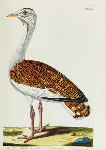 Detailabbildung: Thomas Pennant, 1726 - 1798