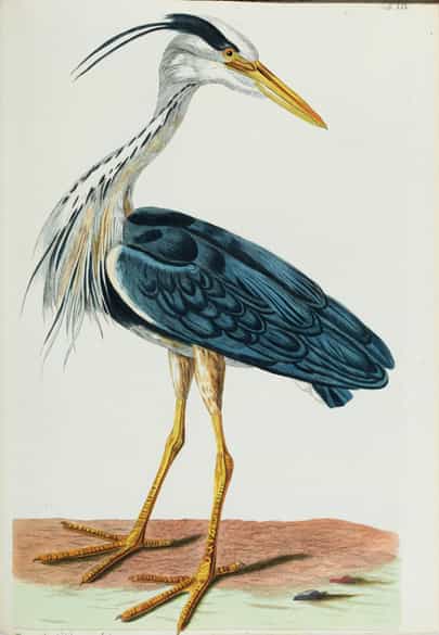 Detailabbildung: Thomas Pennant, 1726 - 1798