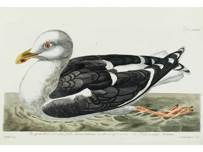 Detailabbildung: Thomas Pennant, 1726 - 1798