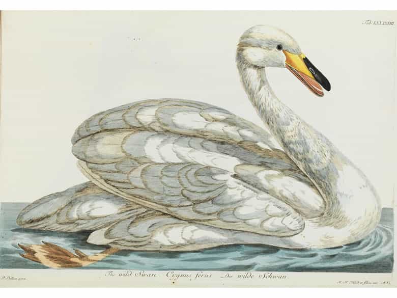 Detailabbildung: Thomas Pennant, 1726 - 1798