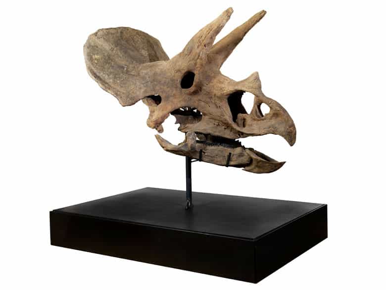 Detailabbildung: Fossiler Schädel eines Triceratops horridus