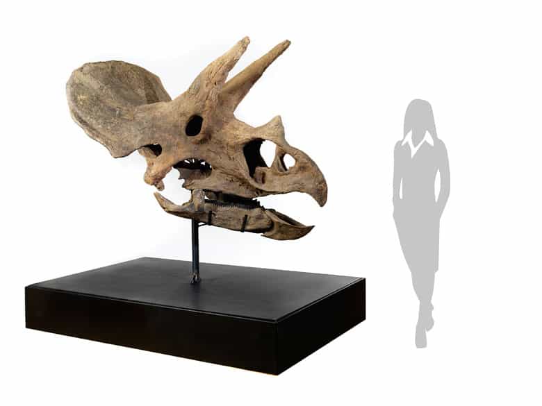 Detailabbildung: Fossiler Schädel eines Triceratops horridus