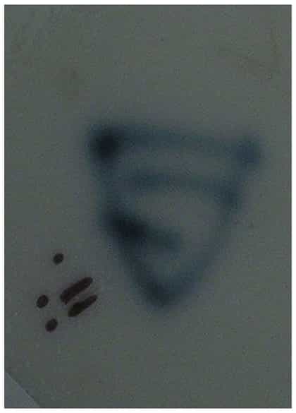 Detailabbildung: Wiener Porzellantasse