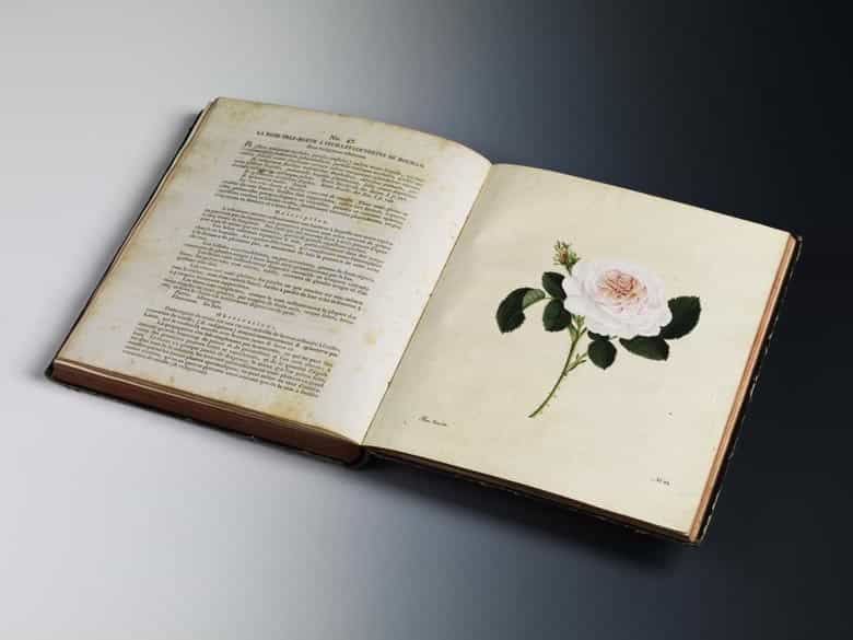 Detailabbildung: Carl Gottlob Roessig, 1752 - 1806