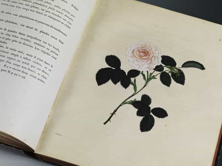 Detailabbildung: Carl Gottlob Roessig, 1752 - 1806