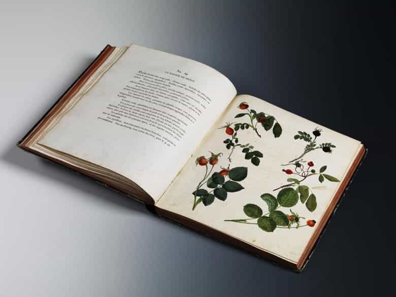 Detailabbildung: Carl Gottlob Roessig, 1752 - 1806