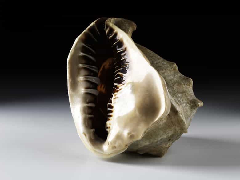 Detailabbildung: Muschel mit Reliefmedaillon