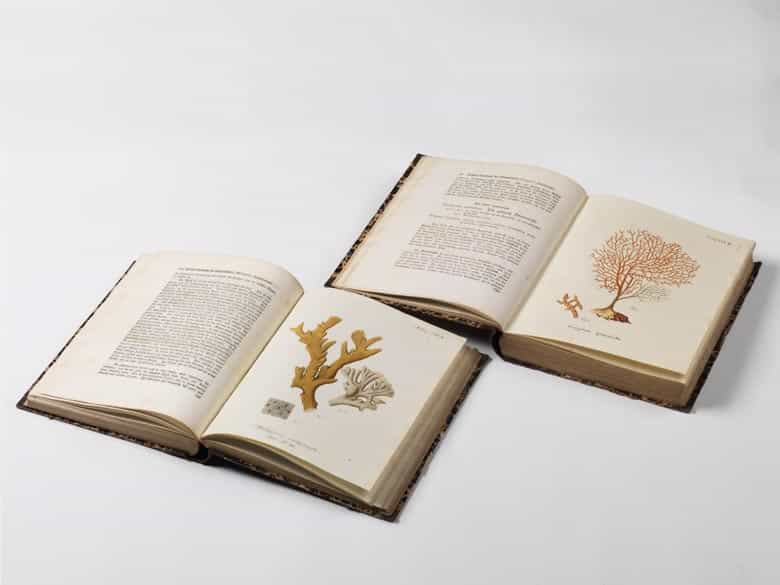 Detailabbildung: Eugen Johann Christoph Esper, 1742 - 1810
