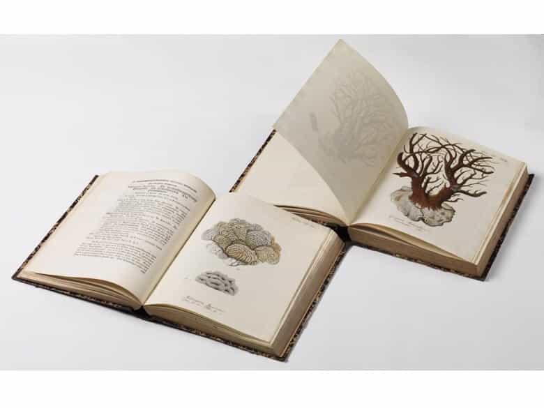 Detailabbildung: Eugen Johann Christoph Esper, 1742 - 1810