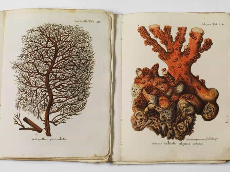 Detailabbildung: Eugen Johann Christoph Esper, 1742 - 1810