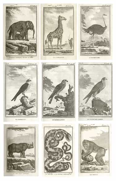 Detailabbildung: Prunkvolle Bibliothek mit 1067 Büchern des 18. Jahrhunderts