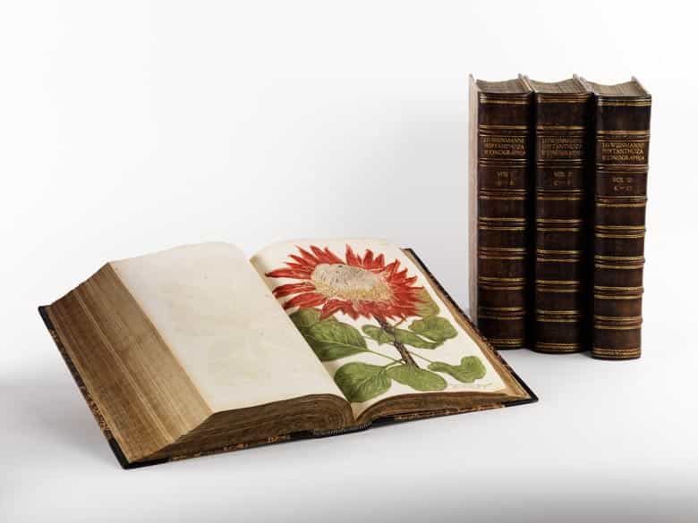 Detailabbildung: Johann Wilhelm Weinmann