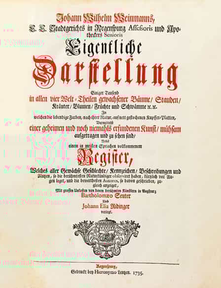 Detailabbildung: Johann Wilhelm Weinmann