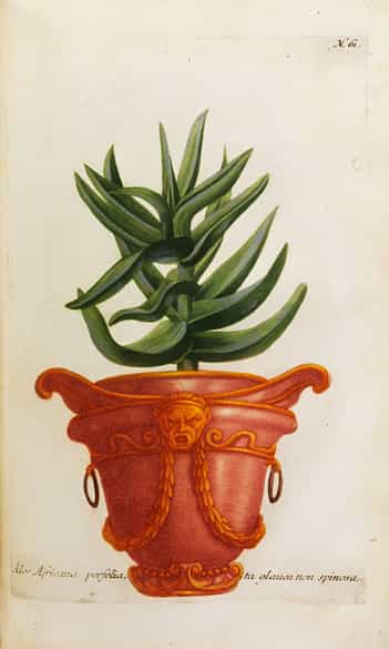 Detailabbildung: Johann Wilhelm Weinmann