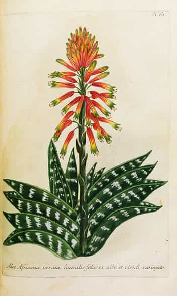 Detailabbildung: Johann Wilhelm Weinmann