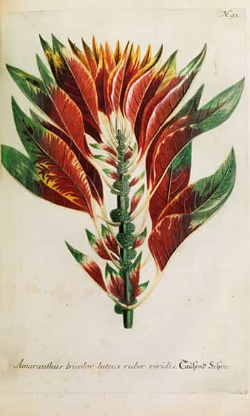 Detailabbildung: Johann Wilhelm Weinmann