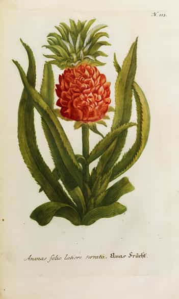 Detailabbildung: Johann Wilhelm Weinmann