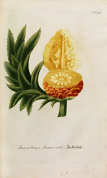 Detailabbildung: Johann Wilhelm Weinmann