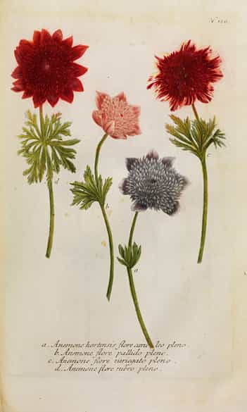 Detailabbildung: Johann Wilhelm Weinmann