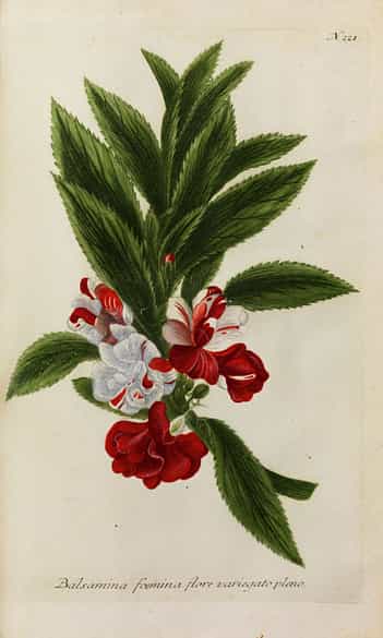 Detailabbildung: Johann Wilhelm Weinmann