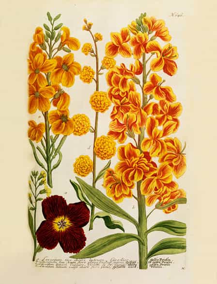 Detailabbildung: Johann Wilhelm Weinmann