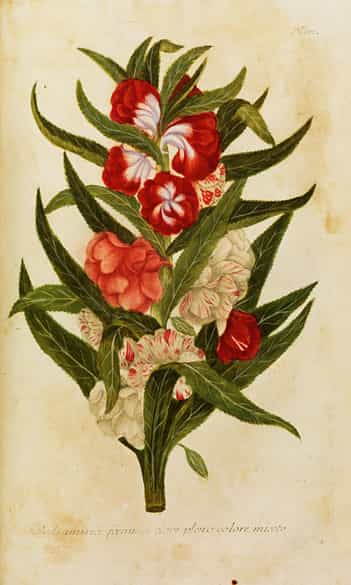 Detailabbildung: Johann Wilhelm Weinmann