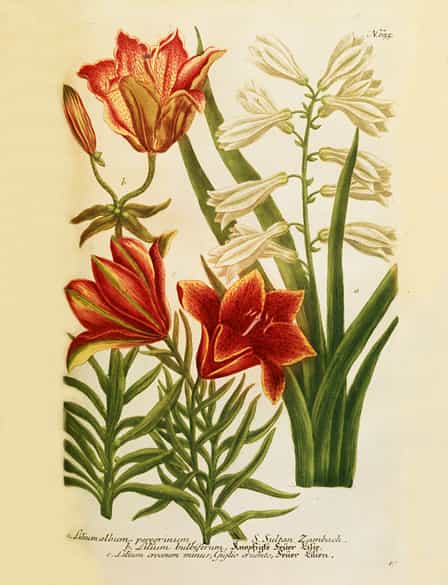 Detailabbildung: Johann Wilhelm Weinmann