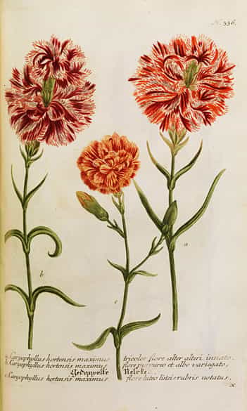 Detailabbildung: Johann Wilhelm Weinmann