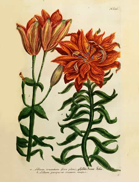 Detailabbildung: Johann Wilhelm Weinmann