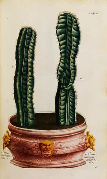 Detailabbildung: Johann Wilhelm Weinmann